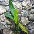 Kép 4/8 - Philodendron Heterocraspedon