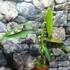 Kép 3/8 - Philodendron Heterocraspedon
