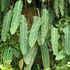 Kép 1/8 - Philodendron Heterocraspedon