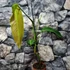 Kép 7/15 - Philodendron heterocraspedon