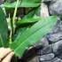 Kép 3/7 - Philodendron 'Jerry Horne'