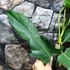 Kép 4/7 - Philodendron 'Jerry Horne'