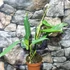 Kép 5/7 - Philodendron 'Jerry Horne'