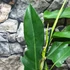 Kép 6/7 - Philodendron 'Jerry Horne'