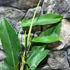 Kép 7/7 - Philodendron 'Jerry Horne'