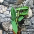 Kép 2/7 - Philodendron 'Jerry Horne'