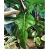 Kép 1/7 - Philodendron 'Jerry Horne'