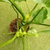 Kép 4/10 - Philodendron Warscewiczii 2 növény egy cserépben