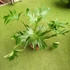 Kép 1/10 - Philodendron Warscewiczii 2 növény egy cserépben