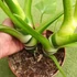 Kép 5/10 - Philodendron Warscewiczii 2 növény egy cserépben