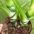 Kép 6/10 - Philodendron Warscewiczii 2 növény egy cserépben