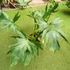 Kép 2/10 - Philodendron Warscewiczii 2 növény egy cserépben