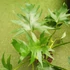 Kép 7/10 - Philodendron Warscewiczii 2 növény egy cserépben