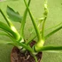 Kép 8/10 - Philodendron Warscewiczii 2 növény egy cserépben