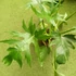 Kép 3/10 - Philodendron Warscewiczii 2 növény egy cserépben
