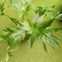 Kép 10/10 - Philodendron Warscewiczii 2 növény egy cserépben
