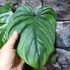 Kép 12/12 - Philodendron Colombia
