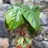 Kép 3/12 - Philodendron Colombia