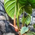 Kép 4/12 - Philodendron Colombia
