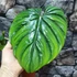 Kép 9/12 - Philodendron Colombia
