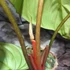 Kép 5/12 - Philodendron Colombia