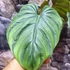 Kép 7/12 - Philodendron Colombia