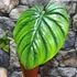 Kép 2/12 - Philodendron Colombia