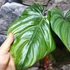Kép 8/12 - Philodendron Colombia