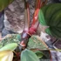 Kép 10/12 - Philodendron Colombia