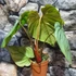 Kép 11/12 - Philodendron Colombia
