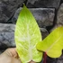 Kép 5/9 - Philodendron Painted Lady dugvány