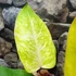 Kép 7/9 - Philodendron Painted Lady dugvány