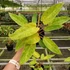 Kép 1/7 - Philodendron Painted Lady