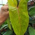 Kép 1/9 - Philodendron Painted Lady dugvány