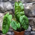 Kép 8/9 - Philodendron sharoniae