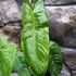 Kép 4/9 - Philodendron sharoniae