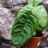 Kép 6/9 - Philodendron sharoniae