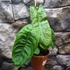 Kép 7/9 - Philodendron sharoniae