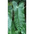 Kép 2/9 - Philodendron sharoniae