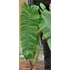 Kép 3/9 - Philodendron sharoniae