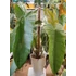 Kép 9/9 - Philodendron sharoniae