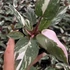 Kép 1/5 - Philodendron 'Pink Princess Marble'