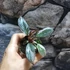 Kép 3/5 - Philodendron 'Pink Princess Marble'
