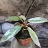 Kép 4/5 - Philodendron 'Pink Princess Marble'
