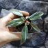 Kép 5/5 - Philodendron 'Pink Princess Marble'