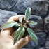 Kép 2/5 - Philodendron 'Pink Princess Marble'