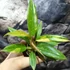 Kép 2/12 - Philodendron Ring of Fire