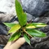 Kép 5/12 - Philodendron Ring of Fire