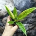 Kép 6/12 - Philodendron Ring of Fire