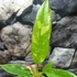 Kép 4/12 - Philodendron Ring of Fire